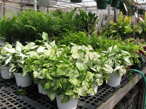 Bedding Plants Winston-Salem, Lexington & Kernersville, NC