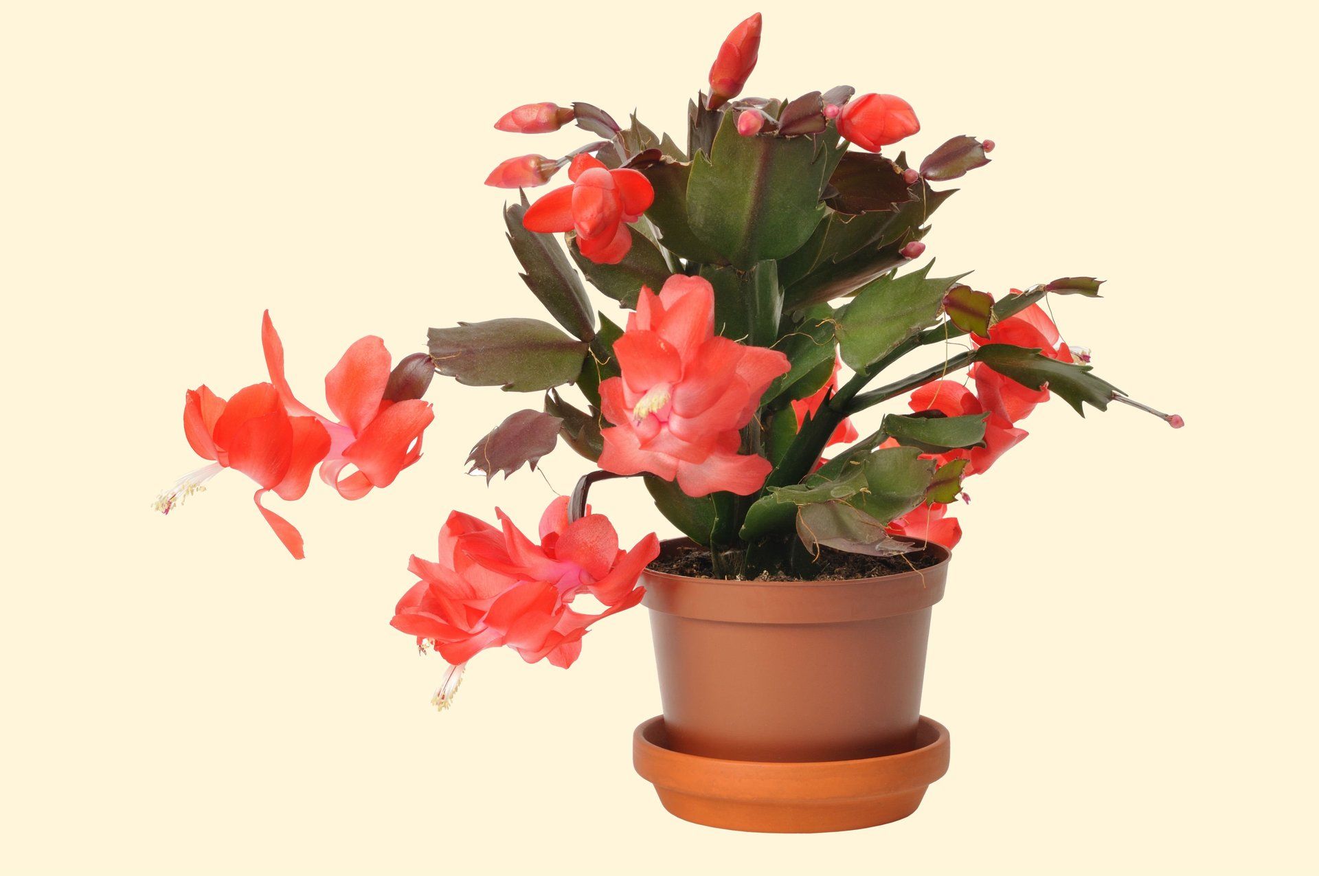 Seasonal plant