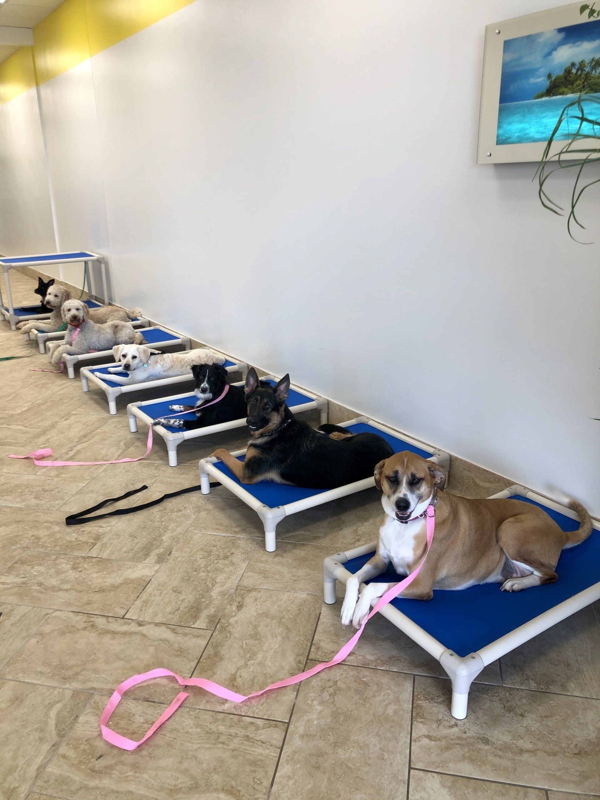 Dog Training