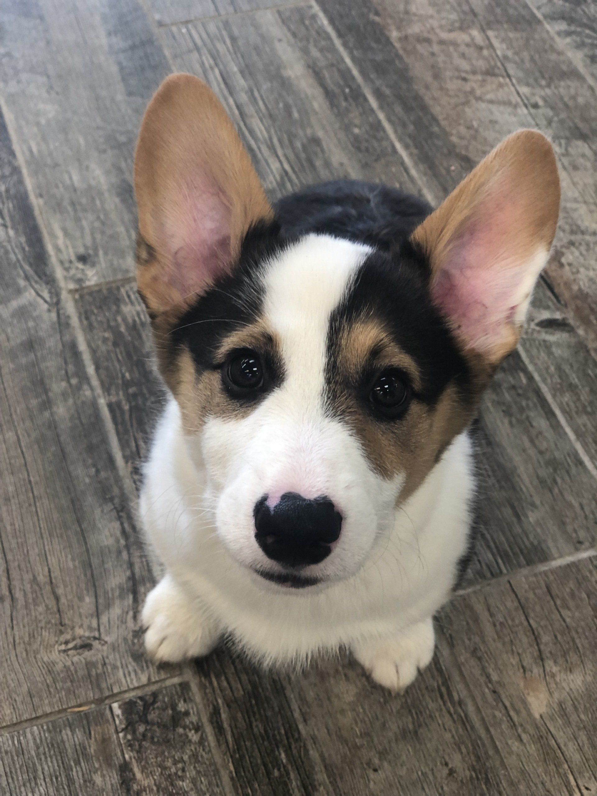 Dog Training