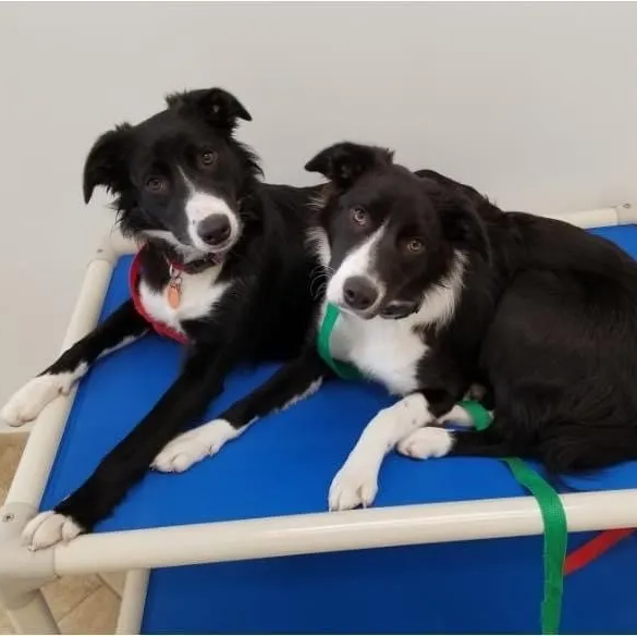 Dog Training