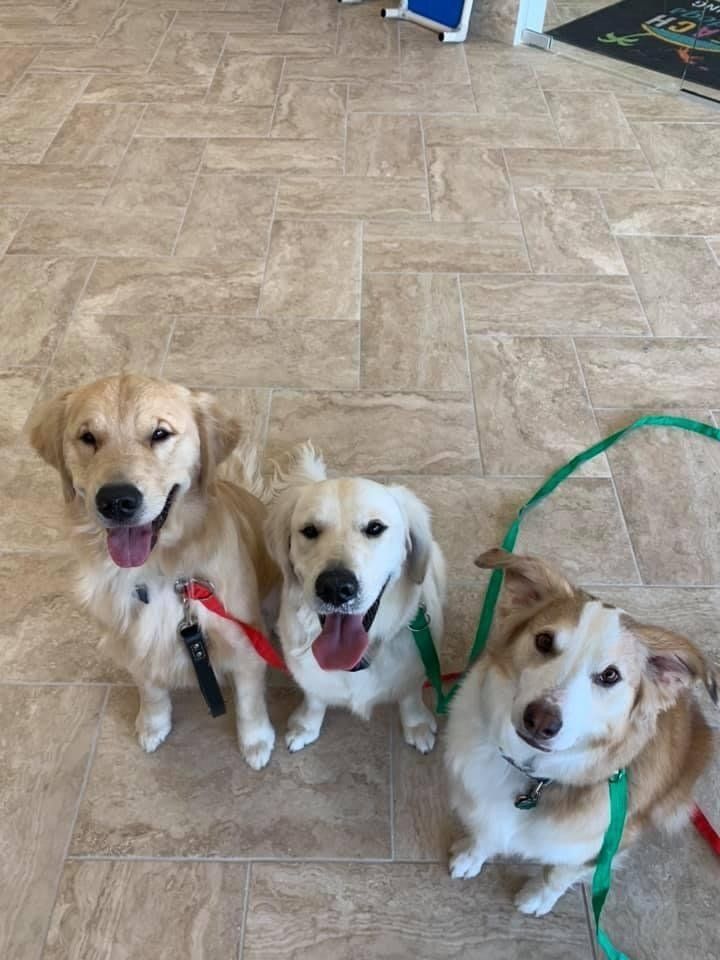 Dog Training