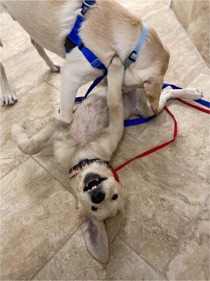 Dog Training