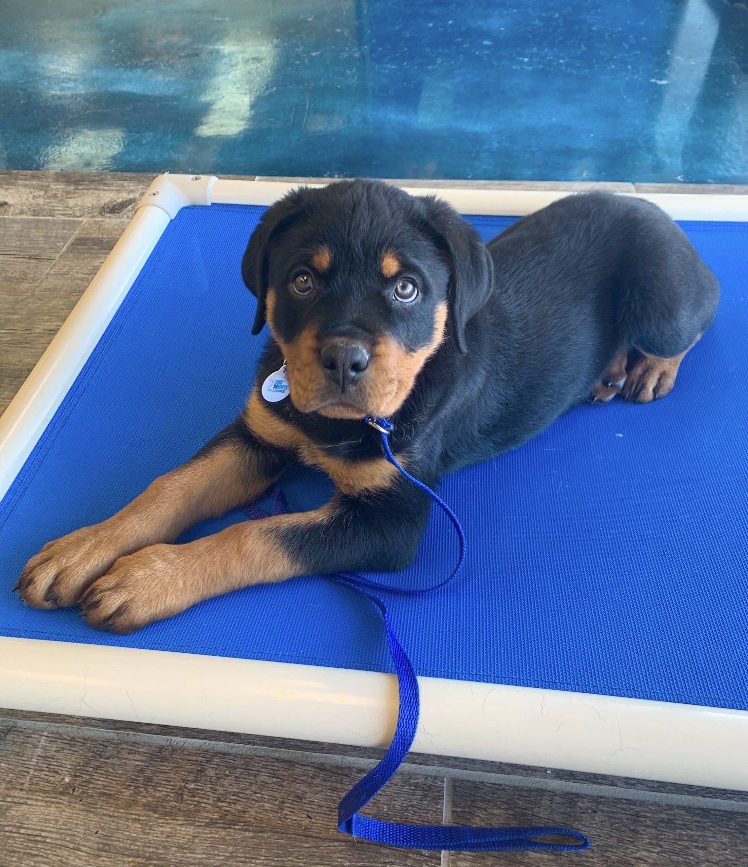 Dog Training