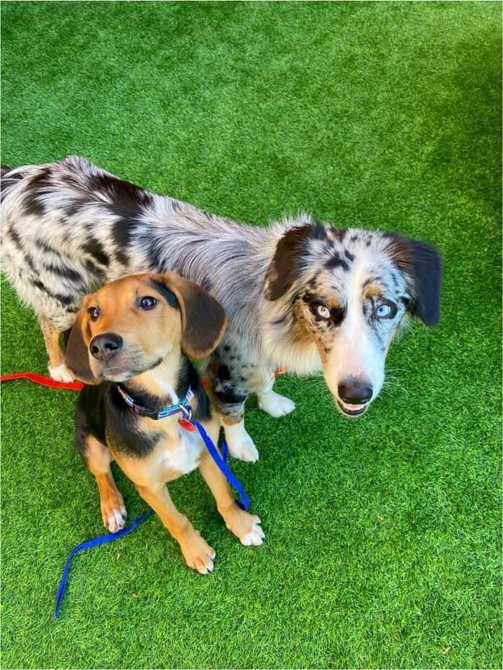 Dog Training