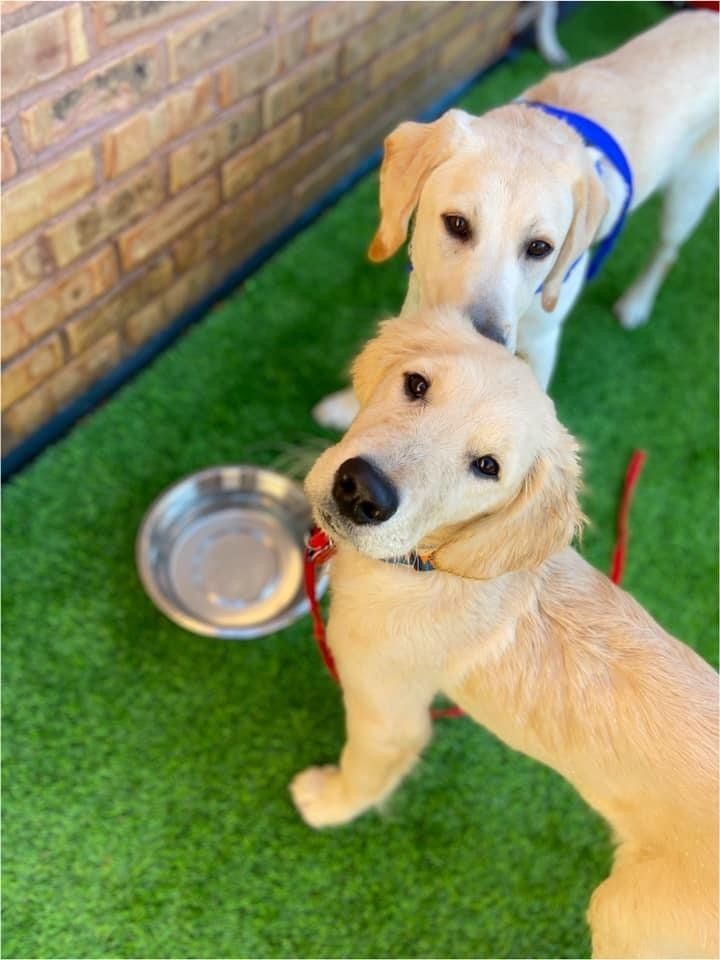 Dog Training