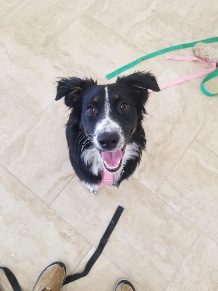 Dog Training