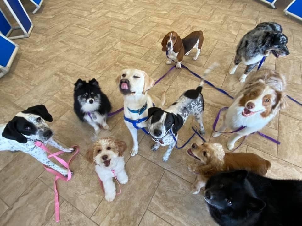Dog Training