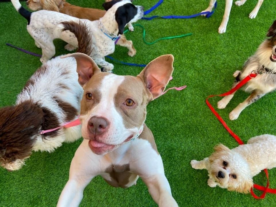 Dog Training