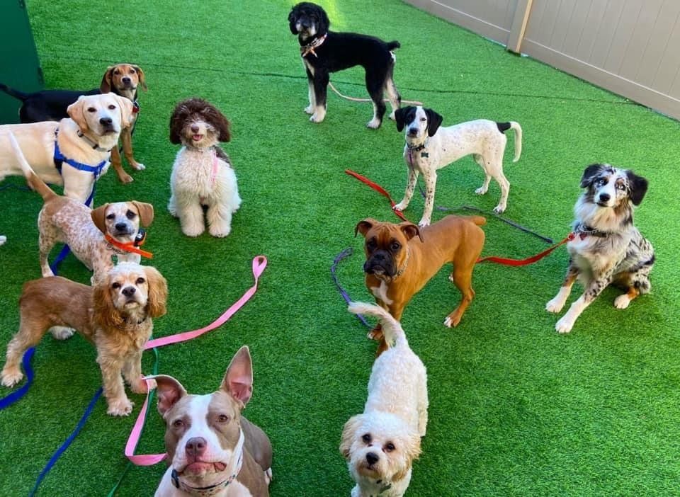 Dog Training