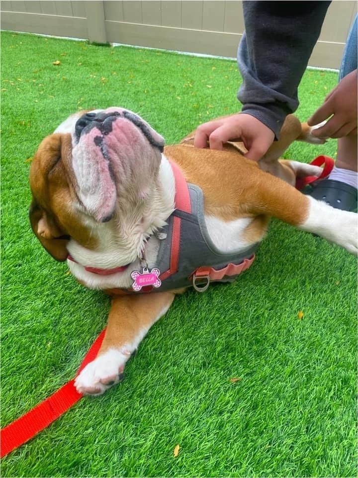 Dog Training
