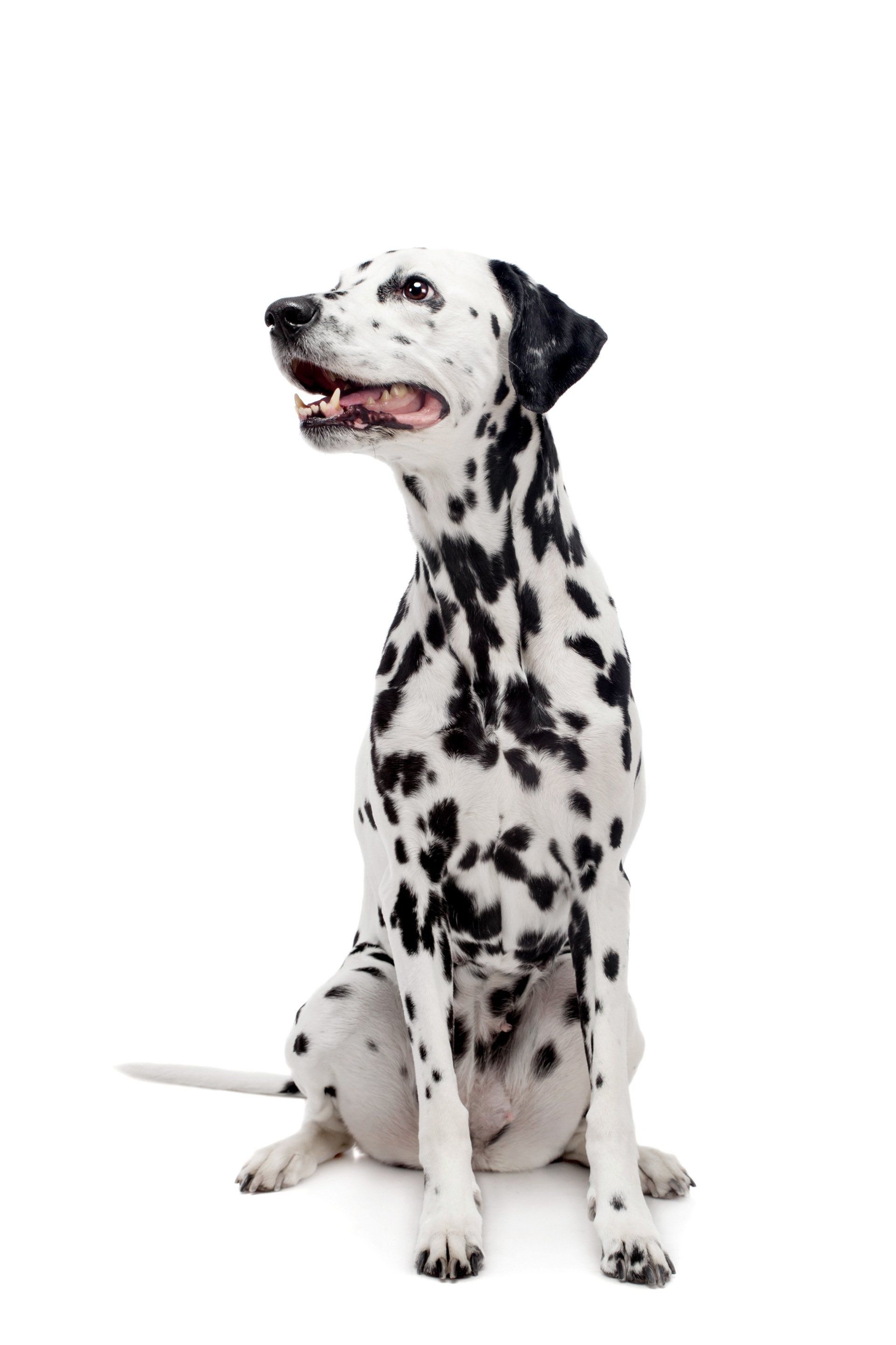 A dalmatian dog is sitting on a white background and looking up.