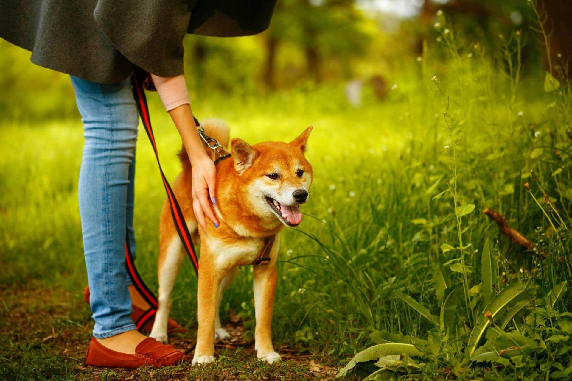 Dog Training