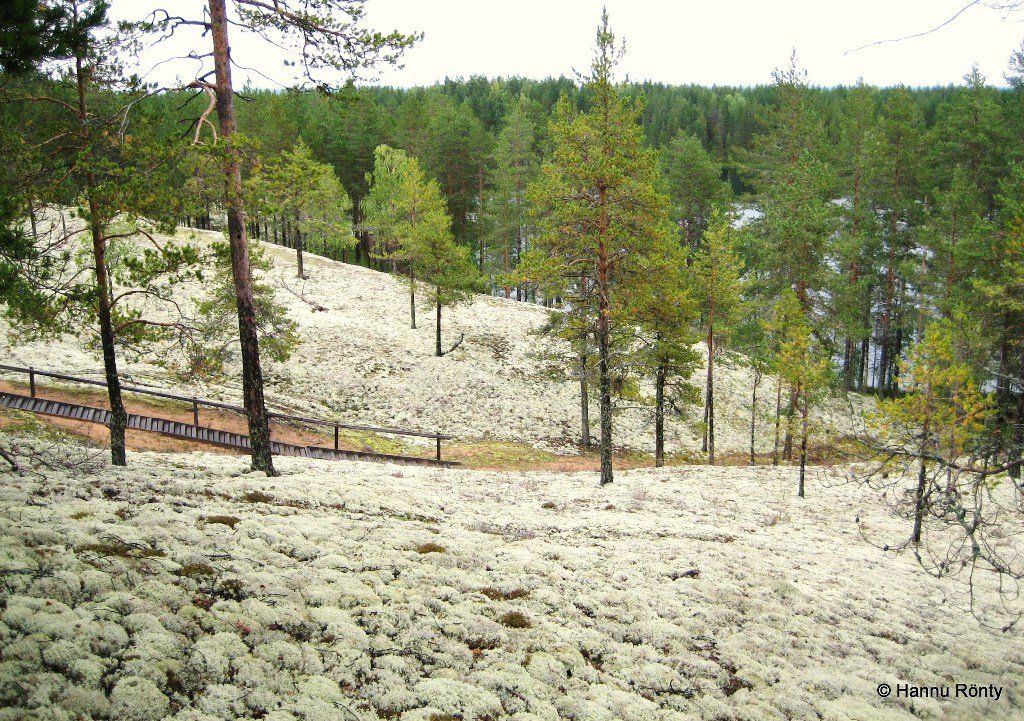 A sustainable path in nature. Picture by: Hannu Rönty