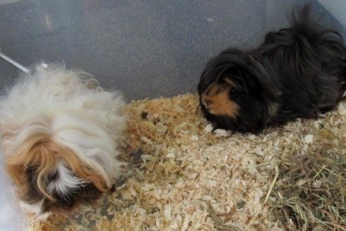 cani sabbia gabbietta