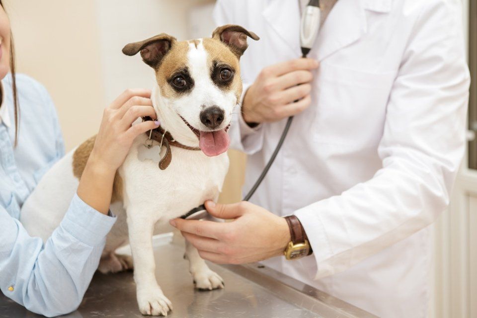 cane bianco e beige controllo battito cardiaco