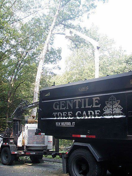 Tree Service Danbury, CT