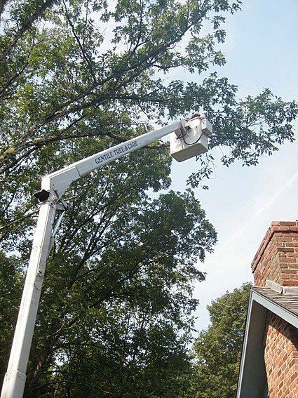 Tree Service Kent, CT