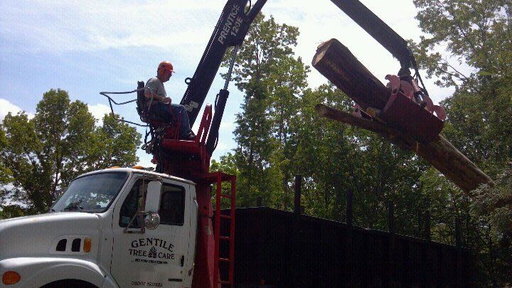 Tree Service Brookfield, CT
