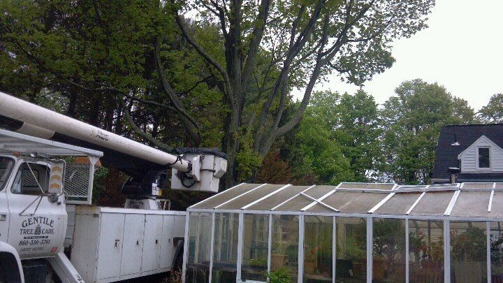 Tree Service New Milford, CT