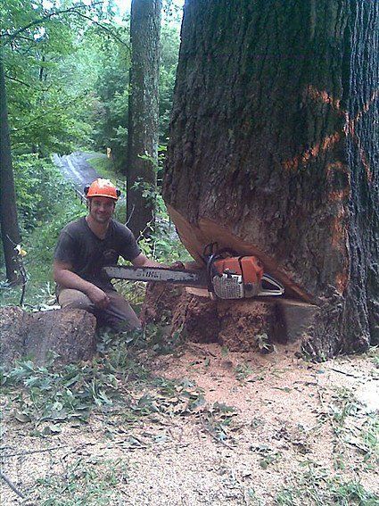 Tree Service Kent, CT