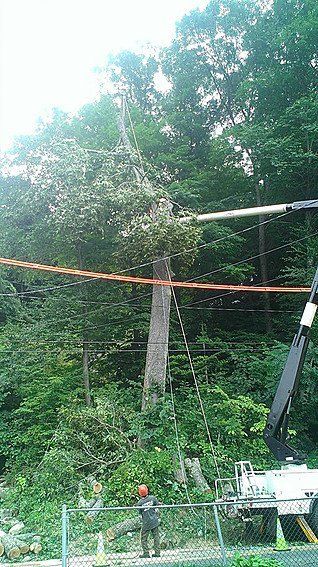 Tree Service Ridgefield, CT