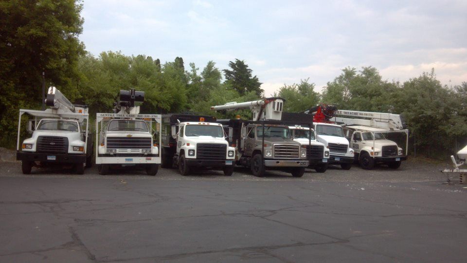 Tree Service Washington, CT