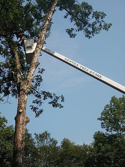 Tree Service Brookfield, CT