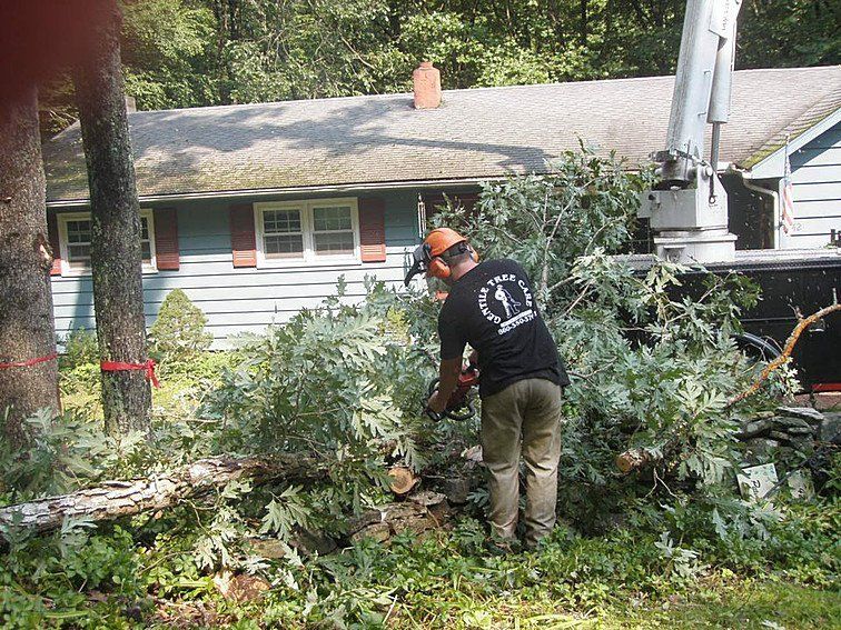 Tree Service New Milford, CT