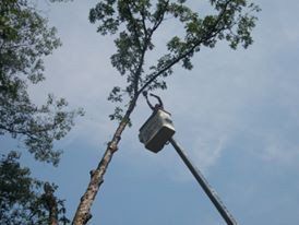 Tree Service Brookfield, CT