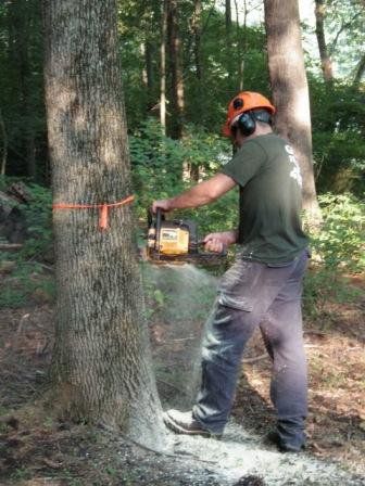 Tree Service Danbury, CT