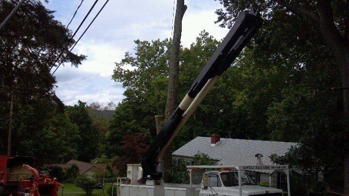 Tree Service Ridgefield, CT