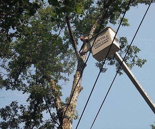 Tree Service Brookfield, CT