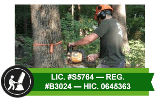 Tree Service Ridgefield, CT