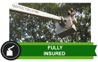 Tree Service Kent, CT