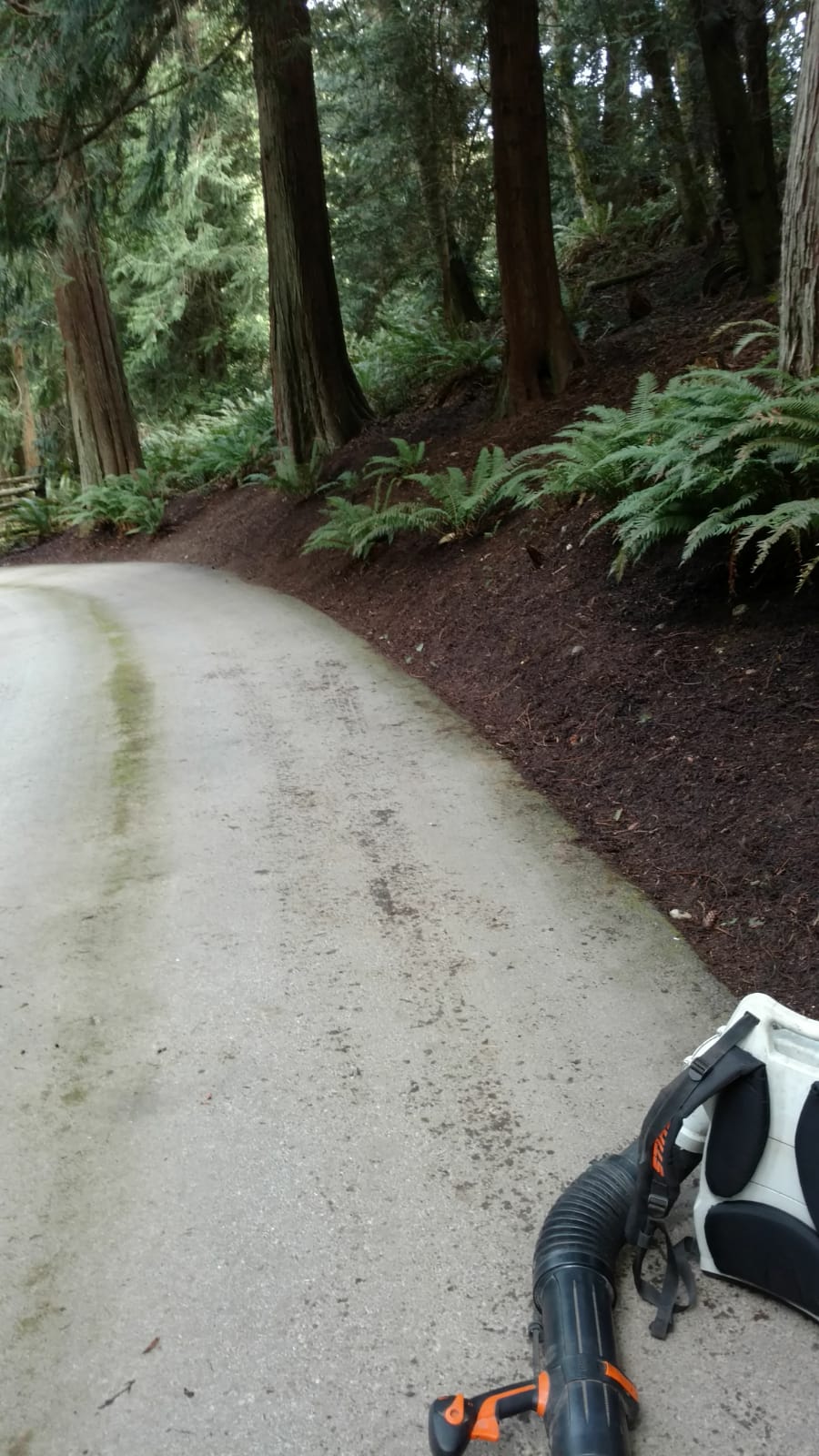 Henry Tree Service woods management Langley Washington
