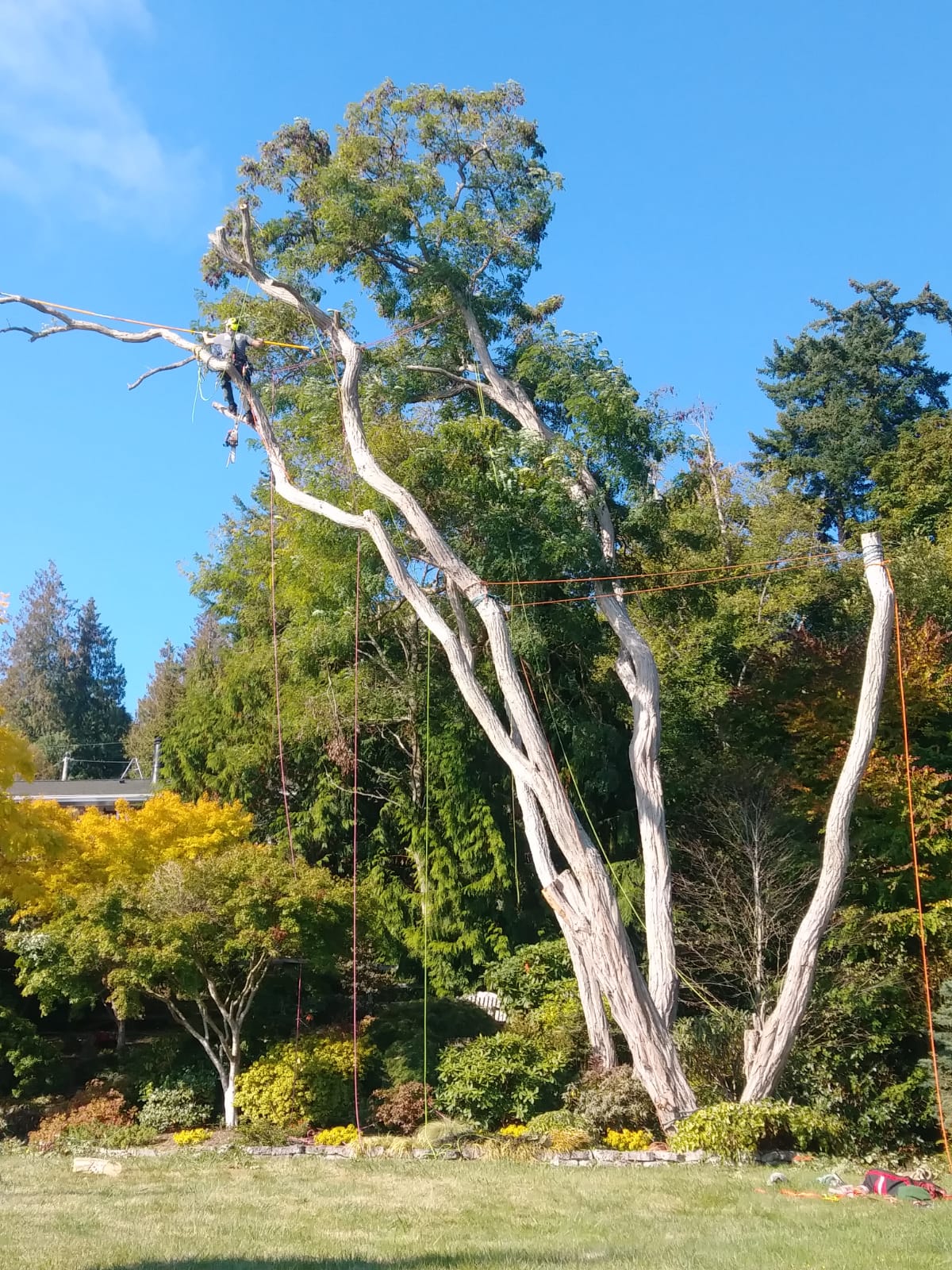 Chris Maragulia Henry Tree Service tree removal Clinton Washington