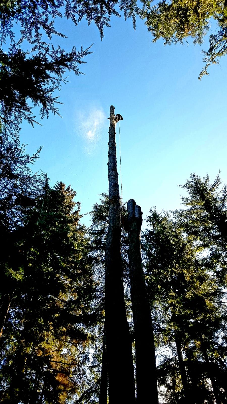 Henry Tree Service Chris Maragulia