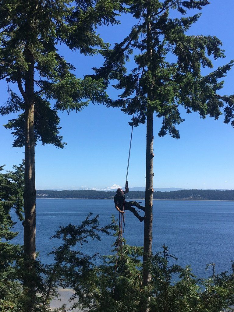 Chris Maragulia Henry Tree Service view pruning