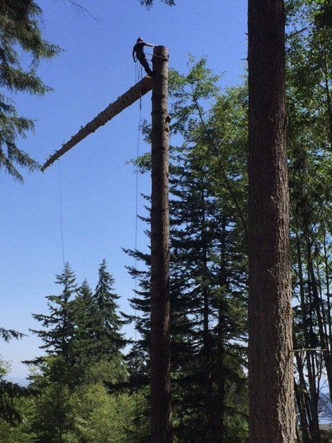 Chris Maragulia Henry Tree Service tree removal