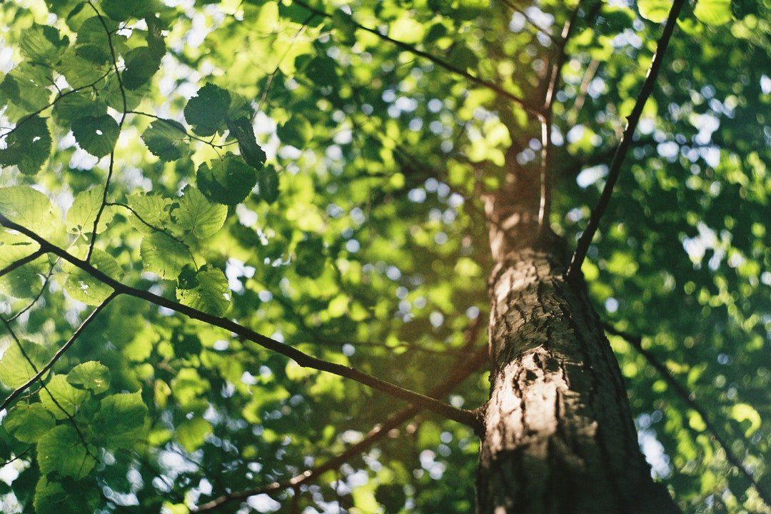 Tree Pruning Services Whidbey Island