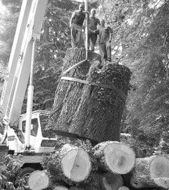 Chris Maragulia Henry Tree Service large tree removal crane