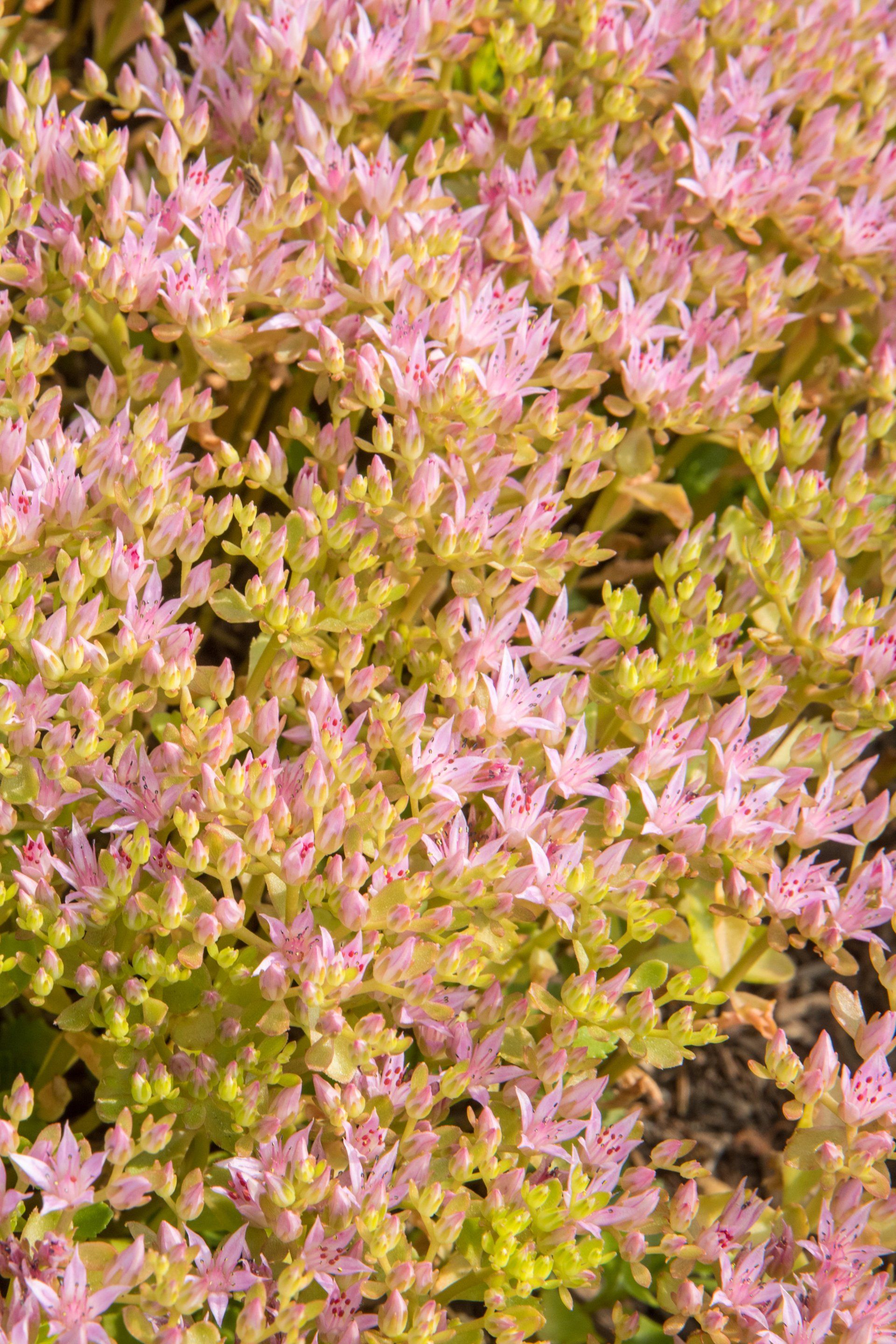 Alternative Lawns, Low-maintenance Lawns, Sustainable Lawns, No-mow Grass, Perennial Ground Covers, Water-saving Lawns, Eco Lawns