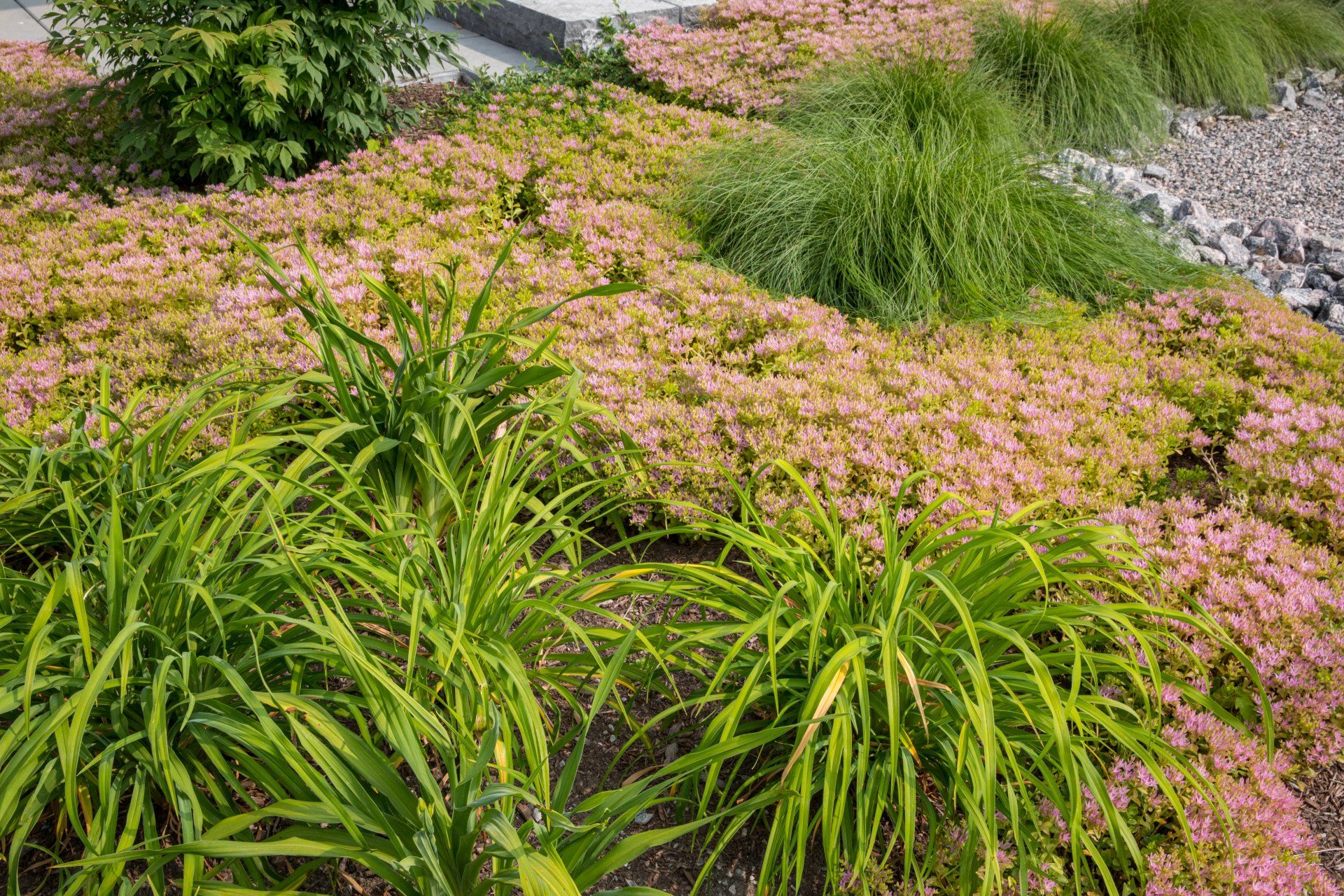 Alternative Lawns, Low-maintenance Lawns, Sustainable Lawns, No-mow Grass, Perennial Ground Covers, Water-saving Lawns, Eco Lawns