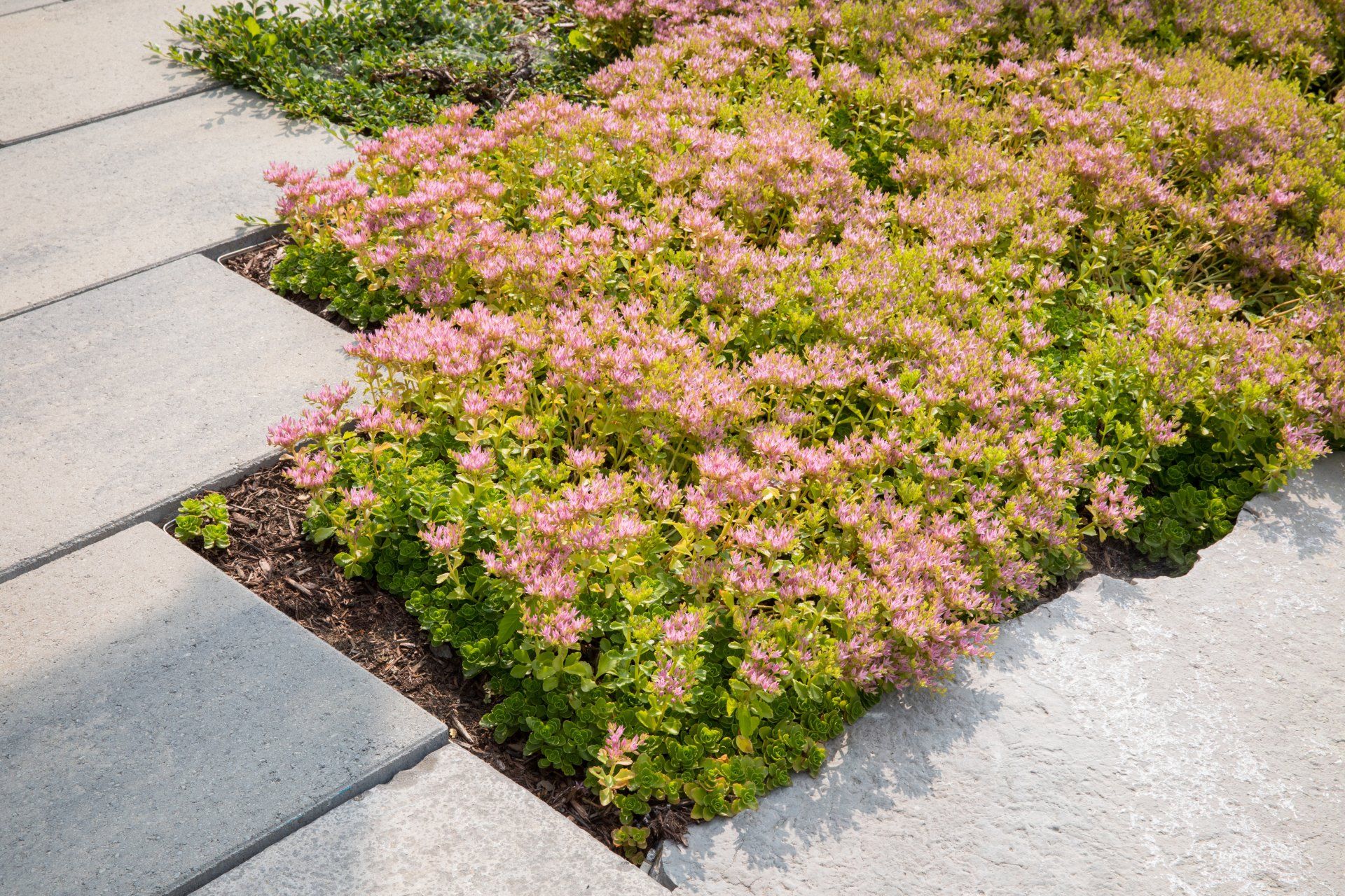 Alternative Lawns, Low-maintenance Lawns, Sustainable Lawns, No-mow Grass, Perennial Ground Covers, Water-saving Lawns, Eco Lawns