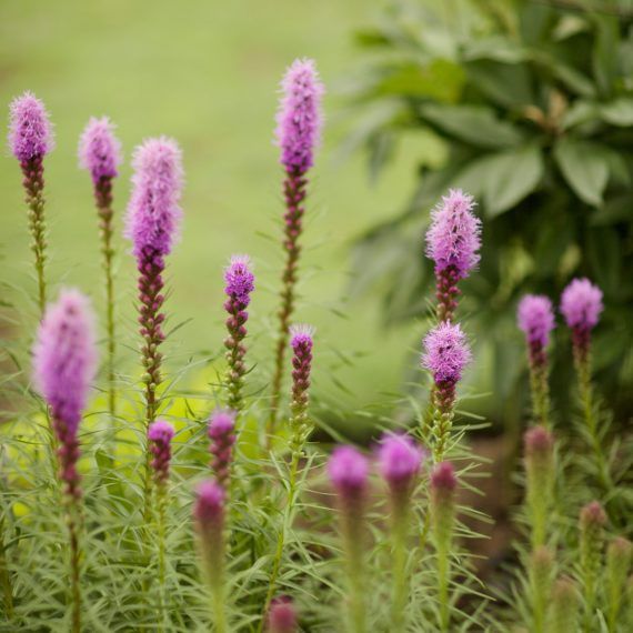 Indigenous Flora, Eco-friendly Plants, Biodiversity, Native Plant Species, Sustainable Garden, Native Wildflowers, Plant Diversity