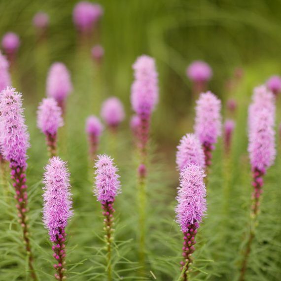Indigenous Flora, Eco-friendly Plants, Biodiversity, Native Plant Species, Sustainable Garden, Native Wildflowers, Plant Diversity