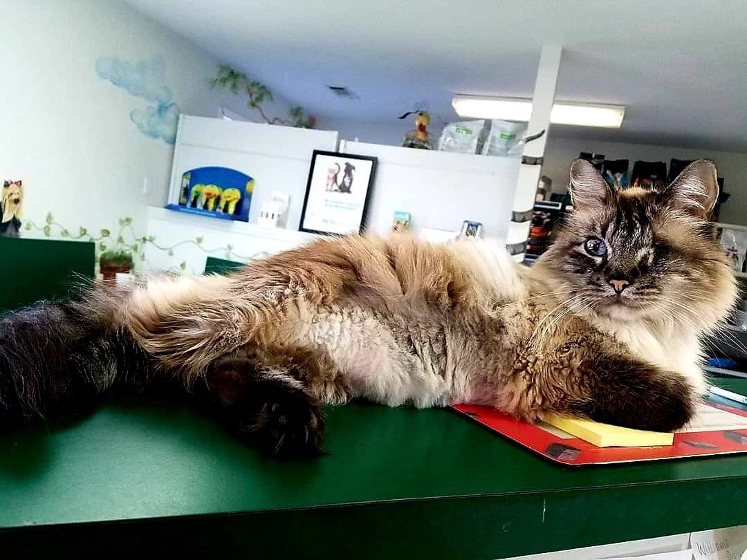 Cat — Jonesboro, AR — Woodsprings Animal Clinic Cat — Jonesboro, AR — Woodsprings Animal Clinic