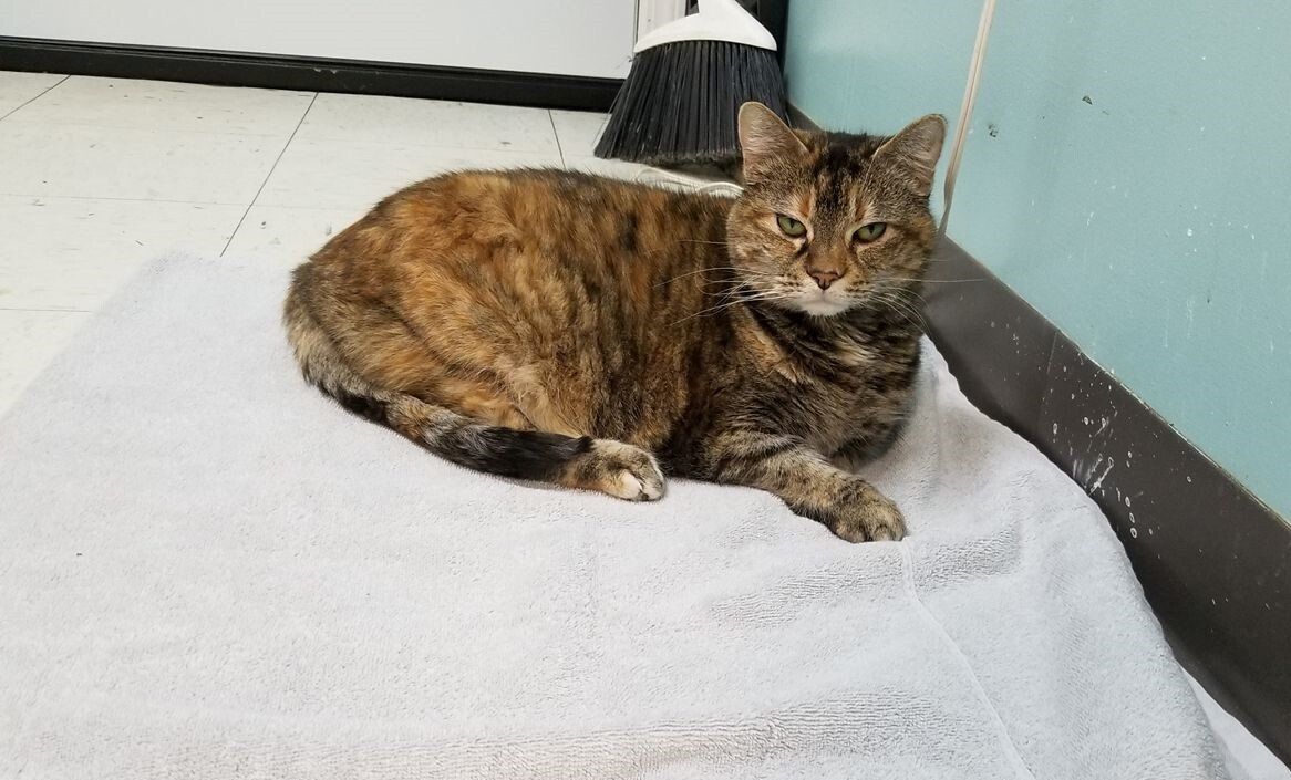 Sleeping Cat — Jonesboro, AR — Woodsprings Animal Clinic Sleeping Cat — Jonesboro, AR — Woodsprings Animal Clinic
