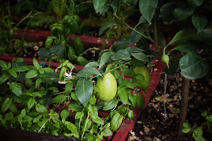 Limoni freschi